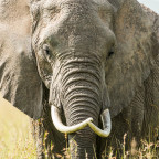 African Elephant in Masai Mara at Kenya.