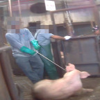A worker at a high speed slaughterhouse drags a conscious pig who is unable to move.