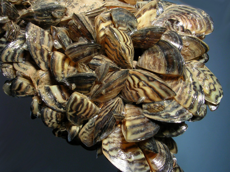 Invasive Zebra Mussels, which have infested lakes throughout Minnesota, were introduced into Lake Erie by a European freighter in the 1980's.