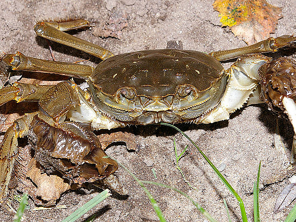 Mitten Crab