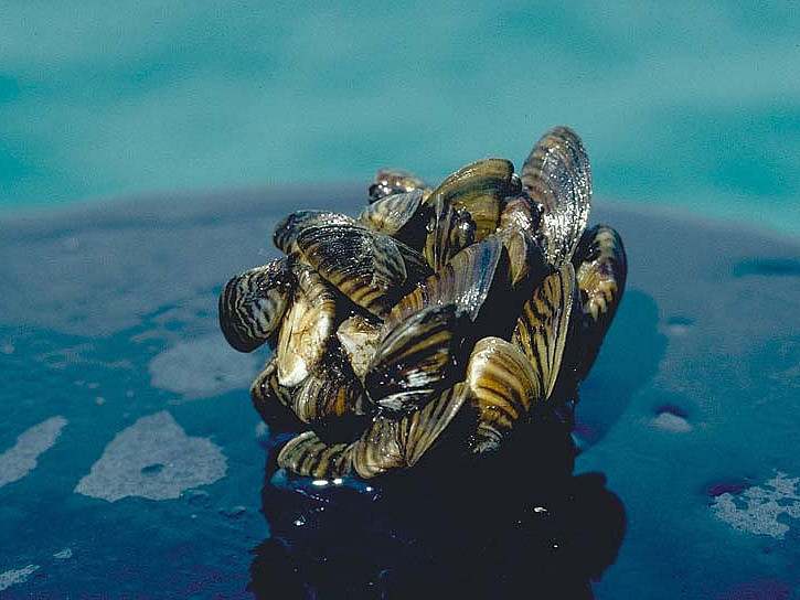 Zebra Mussels