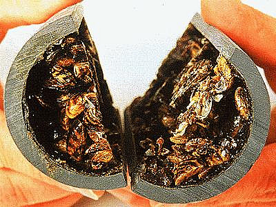 Zebra Mussels Clogging a Pipe