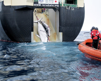 Minke whales, like sei whales, are targets of Japanese whaling. Here, two minke whales are dragged aboard the Nisshin Maru, a Japanese wh...