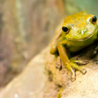The U.S. imports over 2,000 tons of live frogs annually.