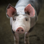 Pigs too sick or injured to walk should not be slaughtered.