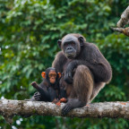 A female chimpanzee with a baby on mangrove trees. Republic of the Congo. Conkouati-Douli Reserve. 
