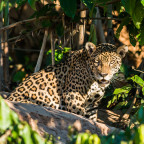 jaguar in the peruvian amazon jungle at Madre de Dios