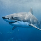 A great white shark swimming in the ocean.