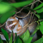 The Slow Loris monkey is one of the world's 25 most endangered primates.