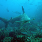 A scalloped hammerhead shark swims over the active reef in Cocos Island, Costa Rica