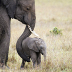 Elephant mother with her young child, Masai Mara National Park, Kenya