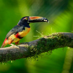 Collared Aracari - Pteroglossus torquatus is toucan, a near-passerine bird. It breeds from southern Mexico to Panama, Ecuador, Colombia, ...