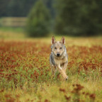 A gray wolf cub running in blossom grass in a summer meadow in Finland.