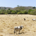 Herd of young brahman cattle in a field during the dry season in Guancaste, Costa Rica. These cattle are very typical for this region.