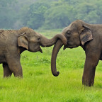 Asian elephants in the wild on the island of Sri Lanka.