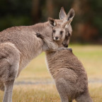 A mother and baby kangaroo hug one another.