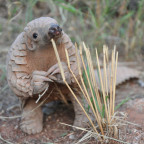 A baby pangolin. Pangolins are reported to be the world's most trafficked mammal.