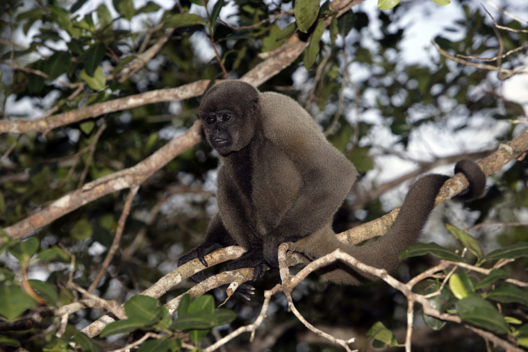 Brown or Common woolly monkey, Lagothrix lagotricha, on branch, Brazil.