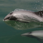 Maui's dolphins (photo courtesy of the New Zealand Department of Conservation)
