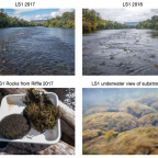    Photographic of detrimental changes to the native aquatic community in the Rogue River downstream from Medford's Regional Water Reclam...
