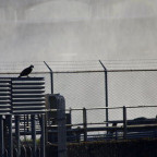 An osprey watches over a fish ladder at Bonneville Dam. Fish ladders allow adult salmon to migrate to upstream spawning grounds.
