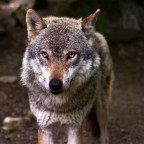 wolf-predator-hunter-canis-lupus-39310