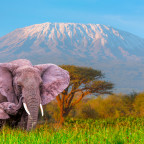 Mother Elephant and Calf grazing at Amboseli with Kilimanjaro