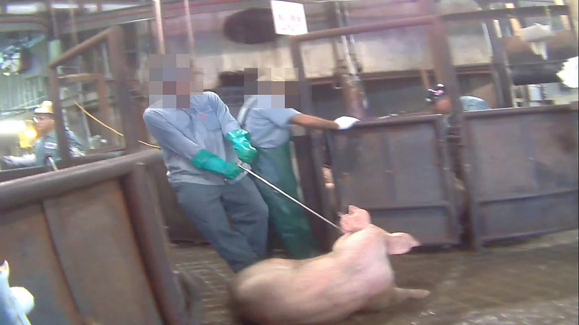 A worker at a high speed slaughterhouse drags a conscious pig who is unable to move.
