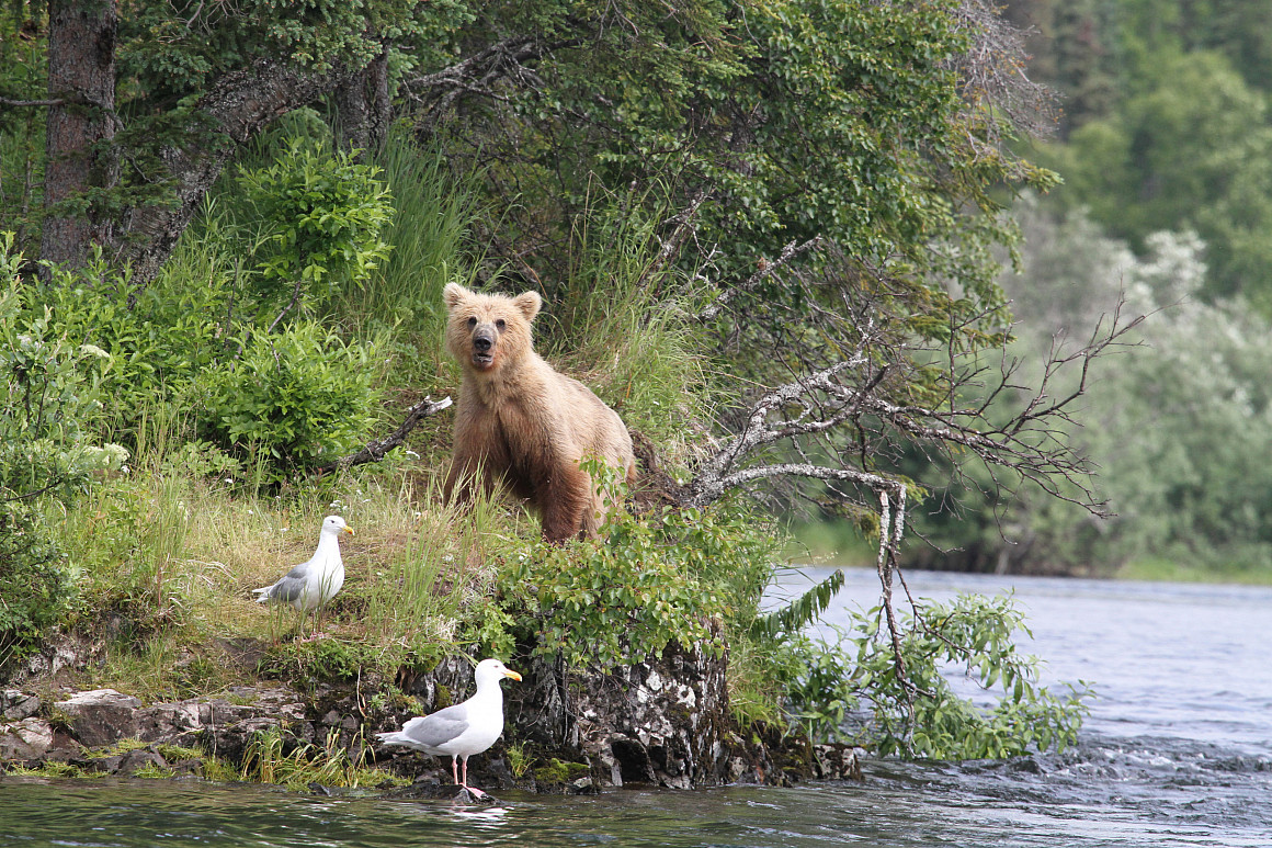 A juvenile grizzly bear stands on the shore after a long day of catching fish in Bristol Bay, Alaska.
