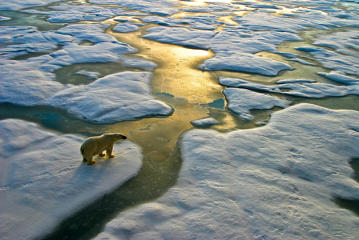 Polar bear on a wide surface of ice in the russian arctic close to Franz Josef Land.