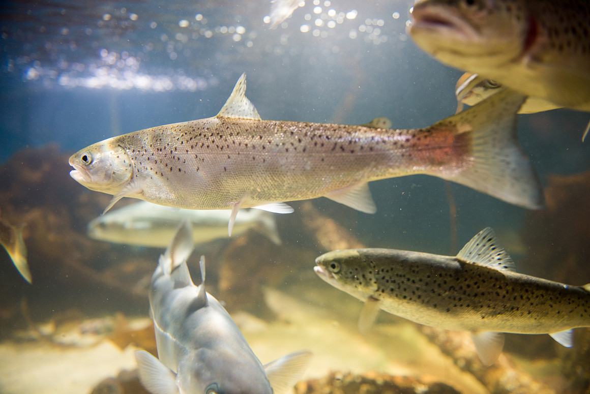 Salmon swimming in clear water in an aquarium seen from the side