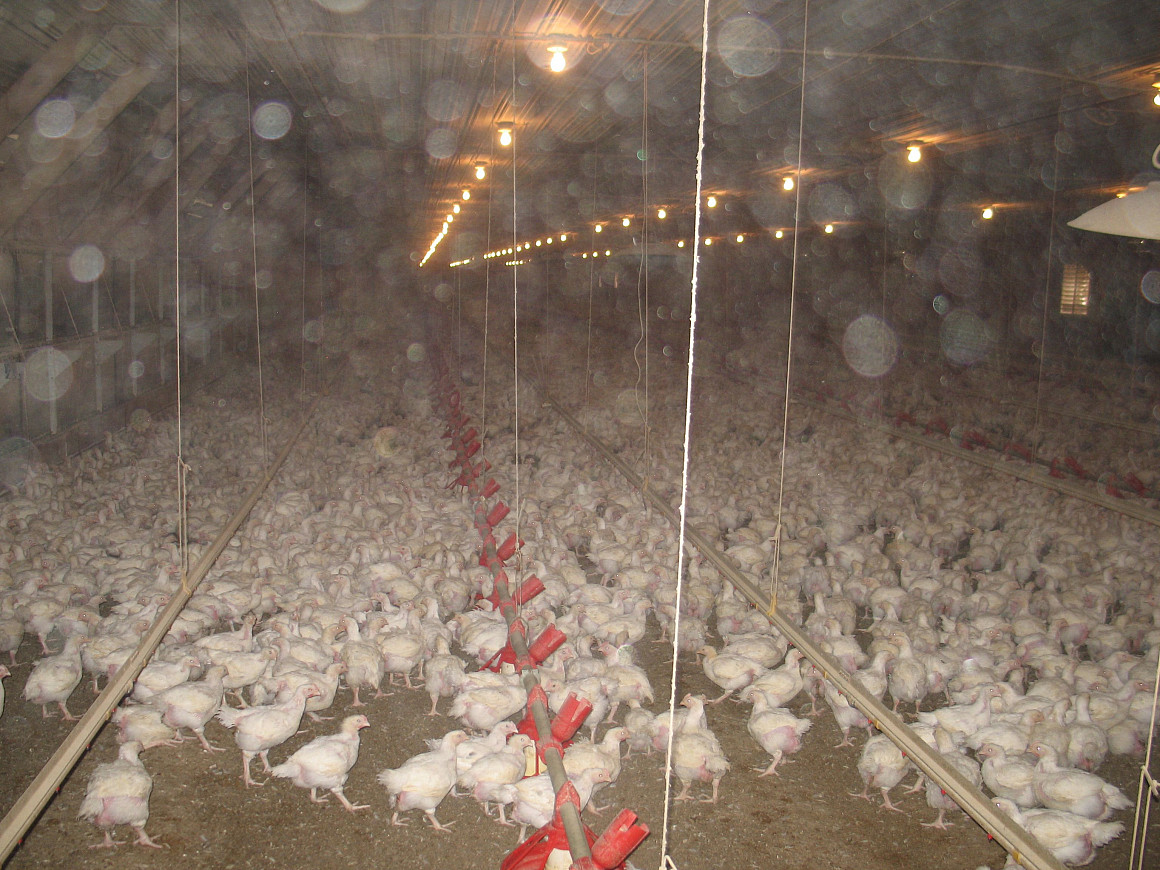 Poultry grower, courtesy of Food & Water Watch