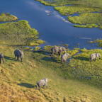 Aerial view of a group of African elephants (Loxodonta africana) in Khwai river, Moremi National ...