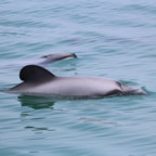 Currently, there are only 57 Maui dolphins remaining.