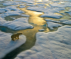 Polar bear on a wide surface of ice in the russian arctic close to Franz Josef Land.