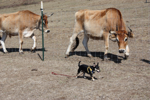 Wildwood Farm Sanctuary
