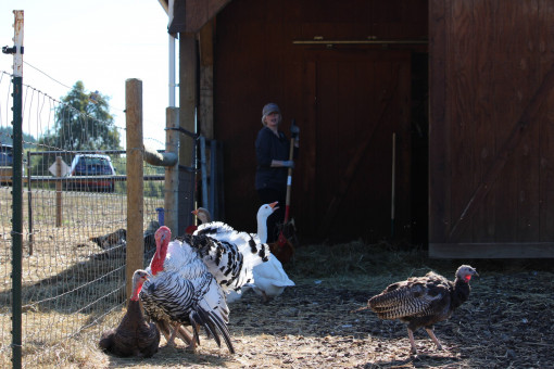 Wildwood Farm Sanctuary