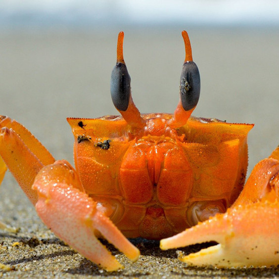 World Aquatic Animal Day