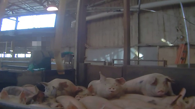 Pigs at a high speed facility being moved to slaughter.