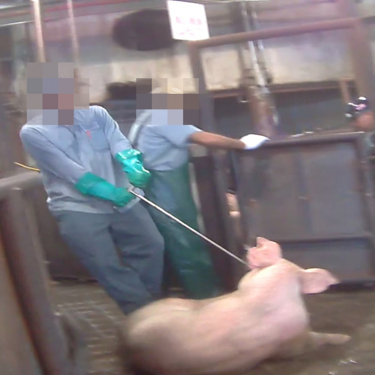 A worker at a high speed slaughterhouse drags a conscious pig who is unable to move.