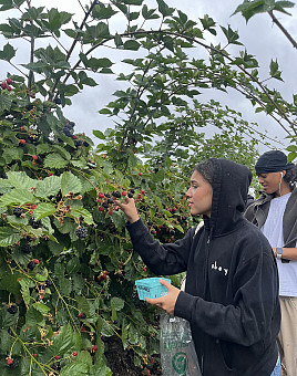 Students at West Union Gardens participating in a U-pick activity, gathering fresh blackberries as part of the camp's farm field trip.