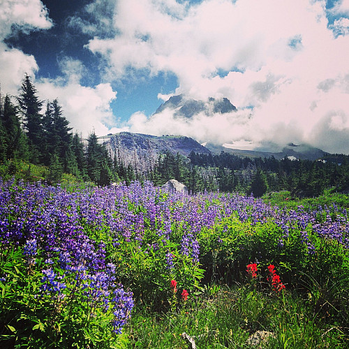 Wildflowers blooming in the Columbia Gorge