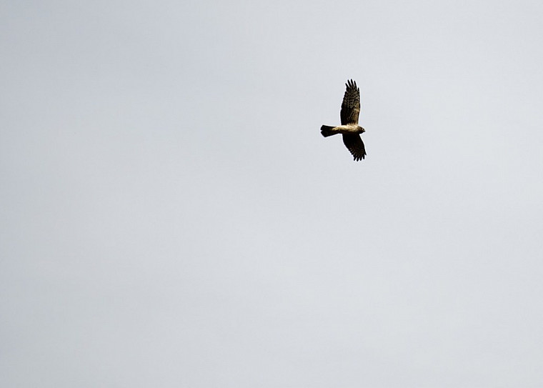 Bird flying in sky with grey background behind it.