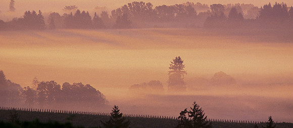 Many of Oregon's 300 wineries lie a few miles from the law school in the scenic Willamette Valley. SW 36 miles
