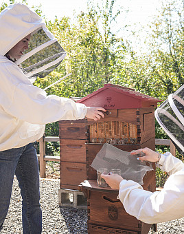Students harvesting honey from a beehive.