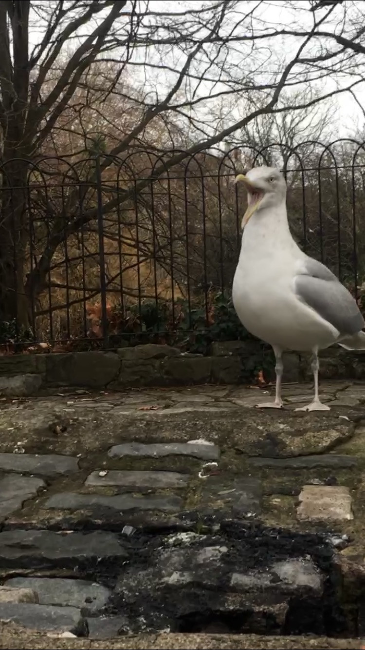 This is a seagull, not a magpie.
