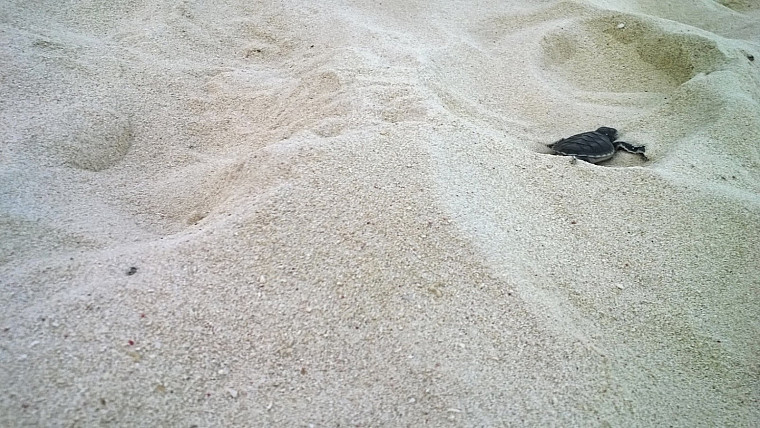 Sea turtle scuttle!