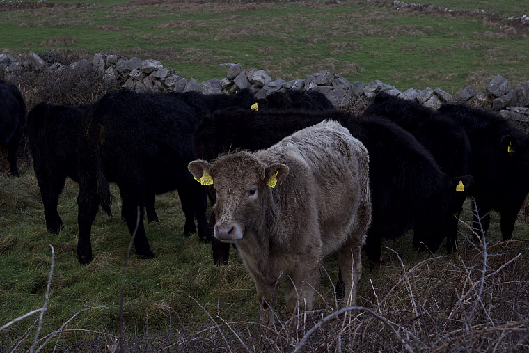 Cute tan cow on Inishmore of the Aran Islands.
