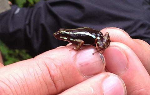 Poison Dart Frog in Jocotoco