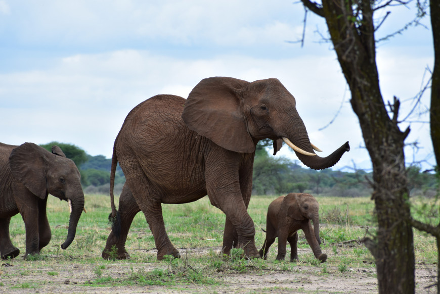 by Maia Richards-Dinger